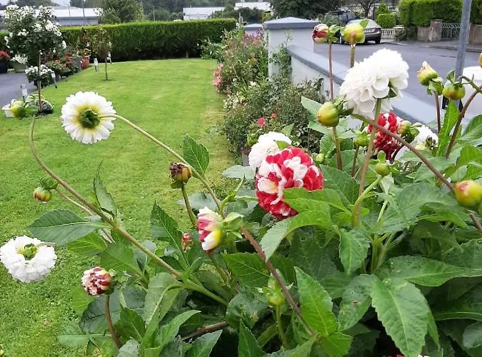 Accommodatie bij particulieren Hillgrove House